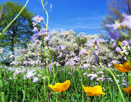 Vier De Lente: Fijne Nowruz Voor Iedereen!