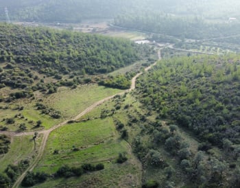 Działka Z Drzewami Oliwnymi Na Sprzedaż W Bodrum Mumcular