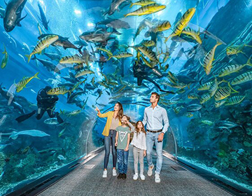Exploring the Dubai Aquarium in the UAE Exploring the Dubai Aquarium in the UAE